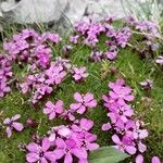 Silene acaulisFlor