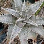 Dyckia marnier-lapostollei Φύλλο