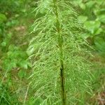 Equisetum sylvaticum Лист