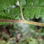 Microlepia speluncae Leaf