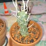 Tephrocactus articulatus 葉