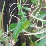 Epilobium roseum Leaf