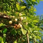 Cordia dentata Fruto