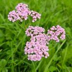 Achillea × roseoalba Kvet