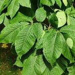 Carya ovata Leaf