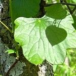 Menispermum canadense Leaf