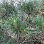 Pinus canariensis List