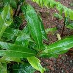 Heliconia latispatha Hoja