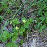 Lysimachia nemorum Blatt