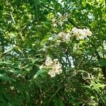 Ligustrum sinense Ліст