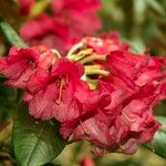 Rhododendron haematodes 花