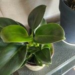 Philodendron martianum Blad