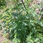 Urtica cannabina Habitus