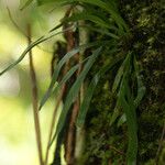 Haplopteris ensiformis Leaf