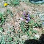 Salvia × sylvestris Flower