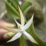 Angraecum sanfordii Flower