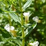 Gratiola officinalis Flower