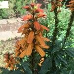 Isoplexis canariensis Fleur