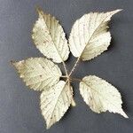 Rubus bracteatus List