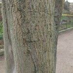 Acer cappadocicum বাকল