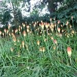 Kniphofia linearifolia Habit