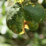 Dombeya ciliata Folla