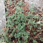 Chenopodium vulvaria Habitus