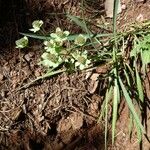 Bupleurum angulosum പുഷ്പം