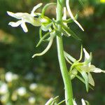 Linaria chalepensis Цветок