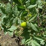 Rosa chavinii Fruit