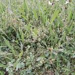 Trifolium dubium Hábito