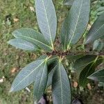 Osmanthus decorus Blatt