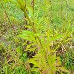 Patrinia scabiosifolia Leaf