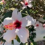 Hibiscus geneviiBlomst