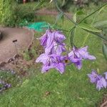 Solanum amygdalifolium