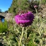 Carduus nutans Lorea