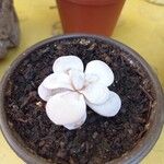 Echeveria laui Hoja