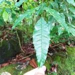 Sorocea bonplandii Hoja