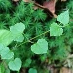 Stellaria nemorum Habit