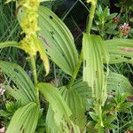 Veratrum lobelianum पत्ता