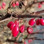 Berberis thunbergiiVrucht