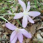 Colchicum filifolium Квітка