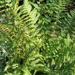 Athyrium distentifolium Habitus