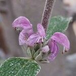 Phlomis purpurea Цвят