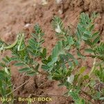Astragalus cymbicarpos Outro