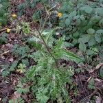 Sonchus asper Агульны выгляд