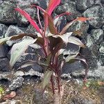 Cordyline fruticosaЛист