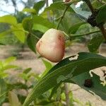 Syzygium samarangense Плід