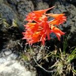 Dichromanthus cinnabarinus Flower