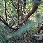 Cistus laurifolius Bark